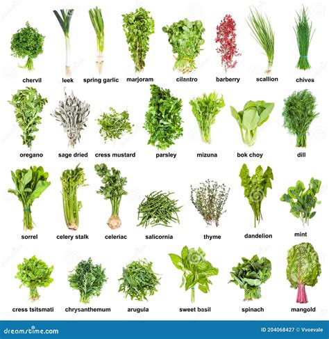 Herb names. Things To Know About Herb names. 